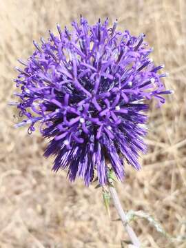 Image of Echinops adenocaulos Boiss.