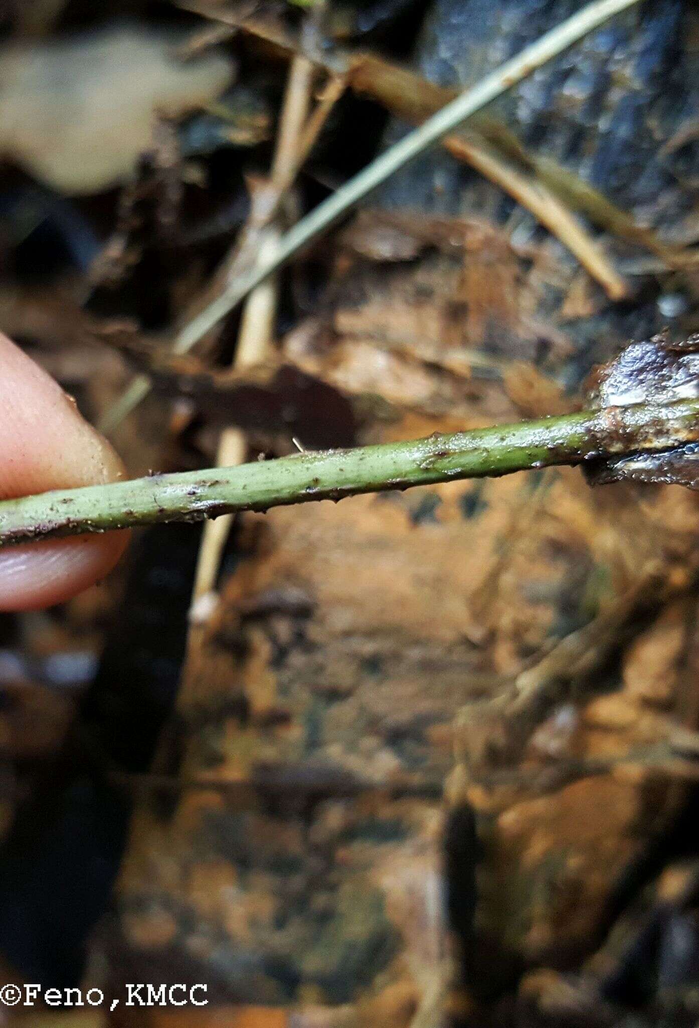 Image of Dioscorea seriflora Jum. & H. Perrier