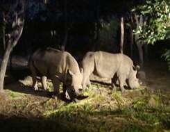 Image of Ceratotherium simum simum