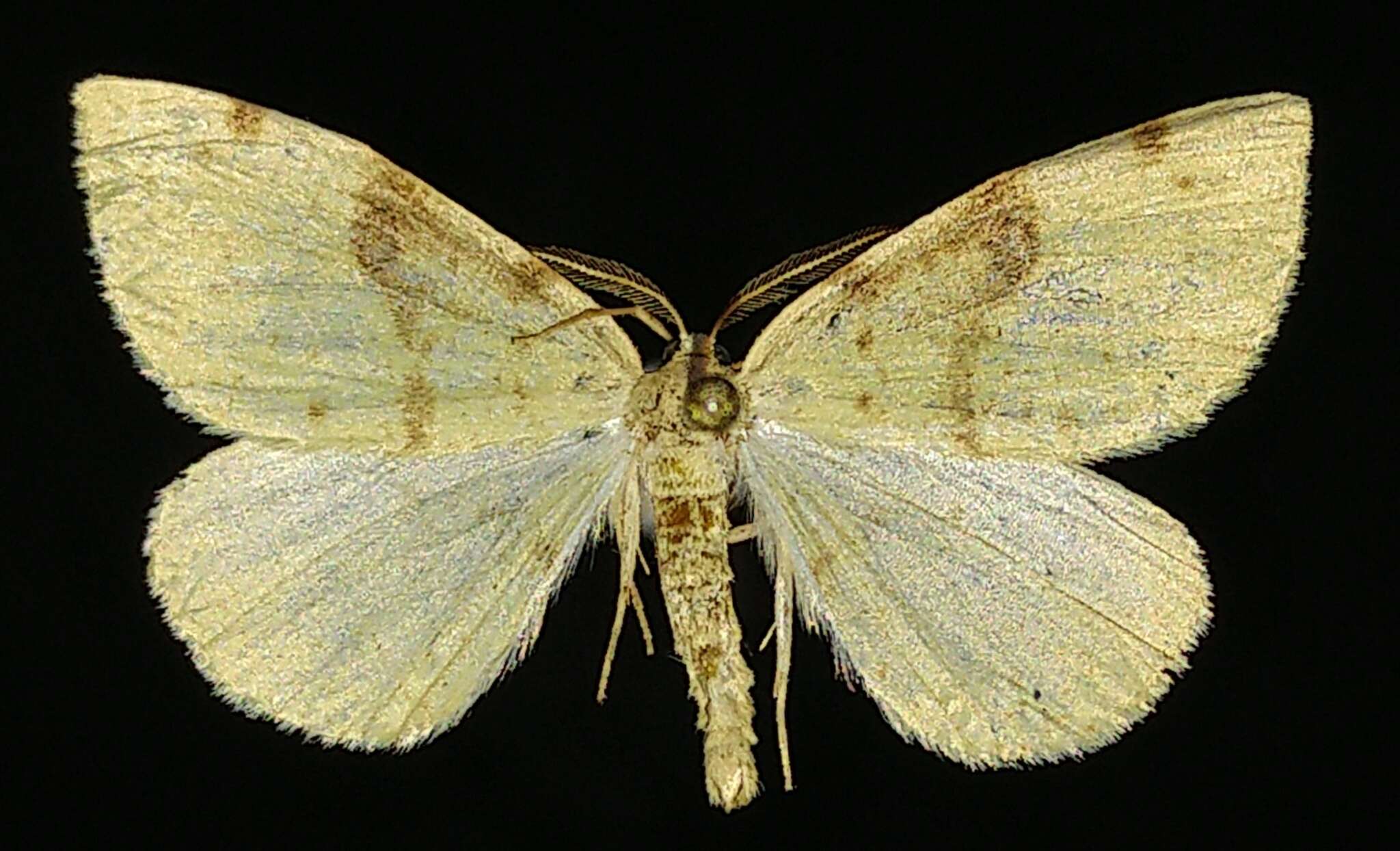 Image of Sulphur Moth