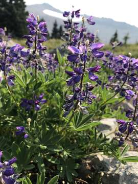 Image of subalpine lupine