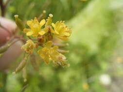 Image de rorippe à petites fleurs