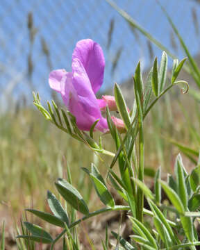 Image of Bonneville pea