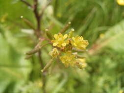 Image de rorippe à petites fleurs