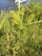 صورة Cyperus strigosus L.