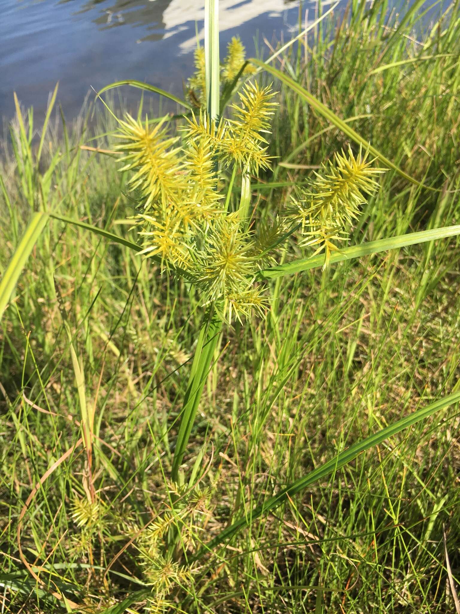 Image of strawcolored flatsedge