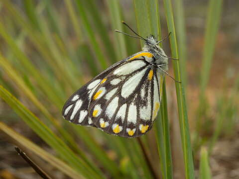 Слика од Belenois java (Sparrman 1768)