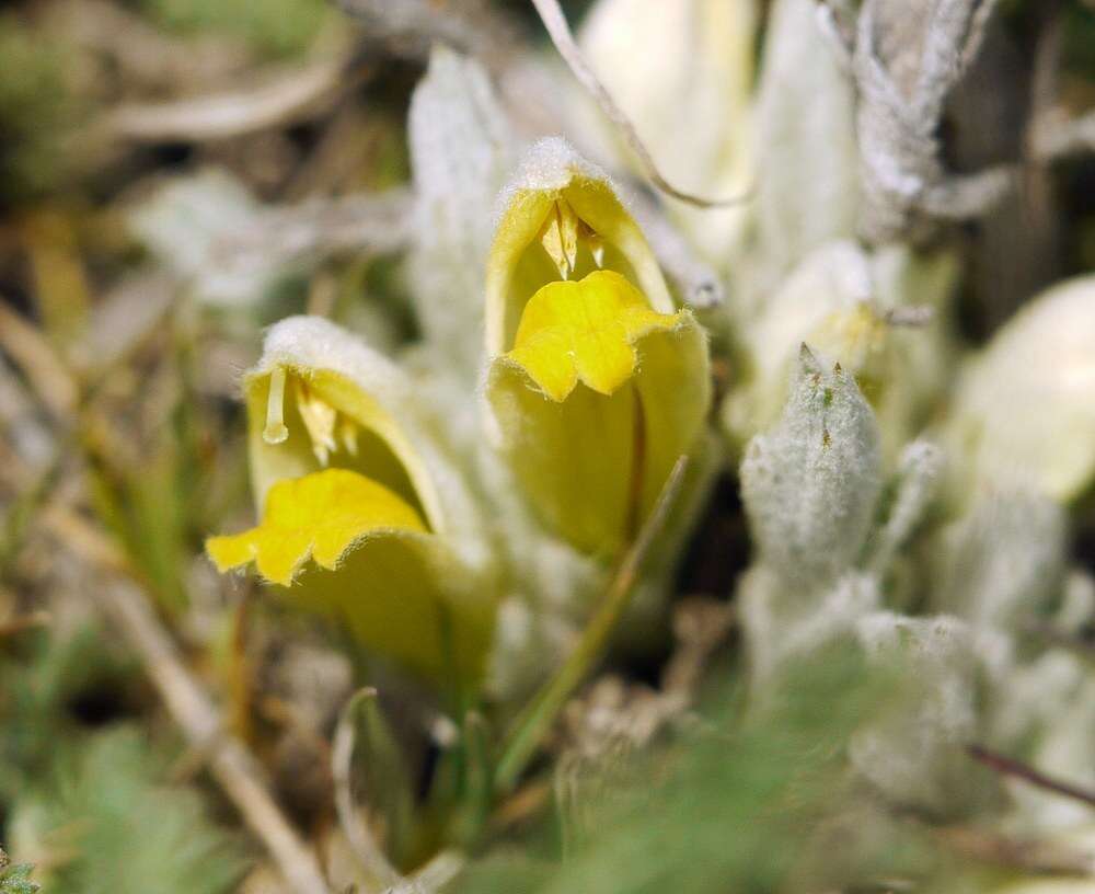 Plancia ëd Cymbaria borysthenica Pallas ex Schltdl.