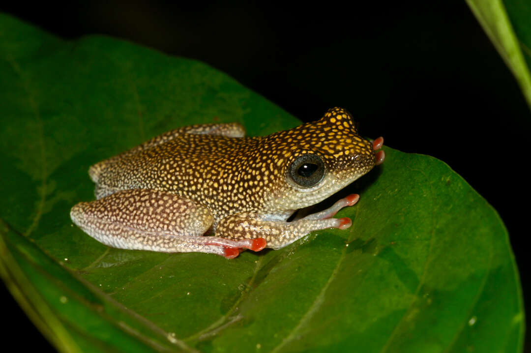 Image of Dotted Reed Frog