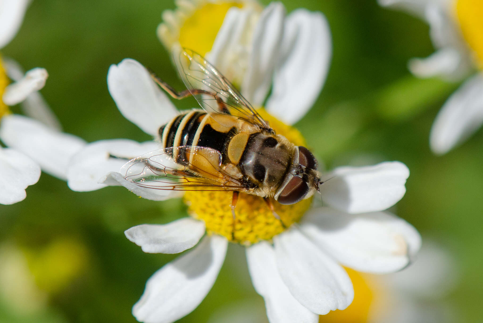 Sivun Palpada elegans (Blanchard 1852) kuva