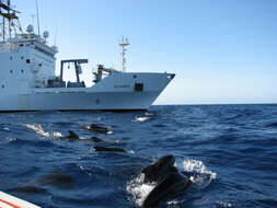 Image of Atlantic Pilot Whale