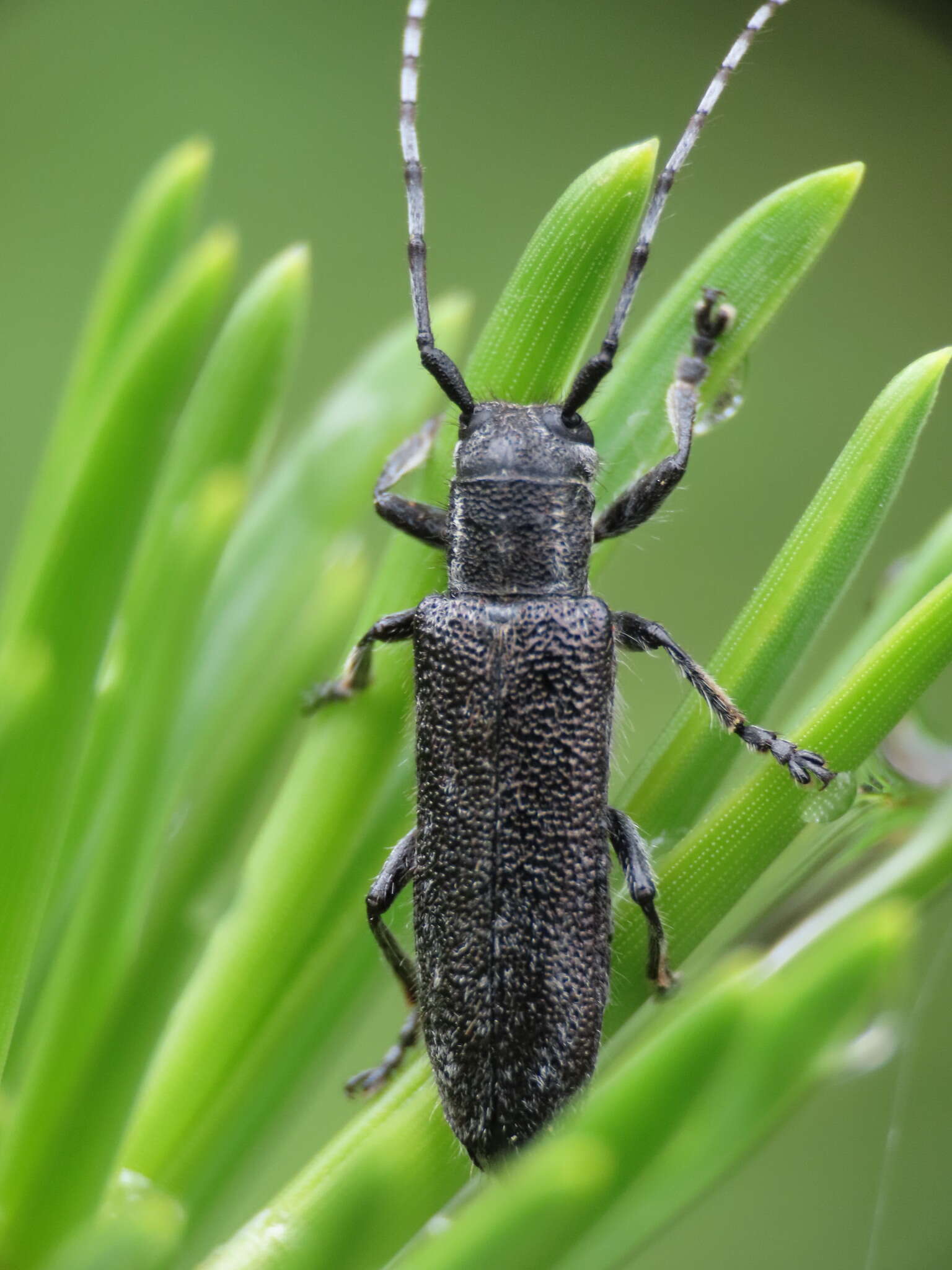 Image of Saperda (Compsidia) moesta Le Conte 1850