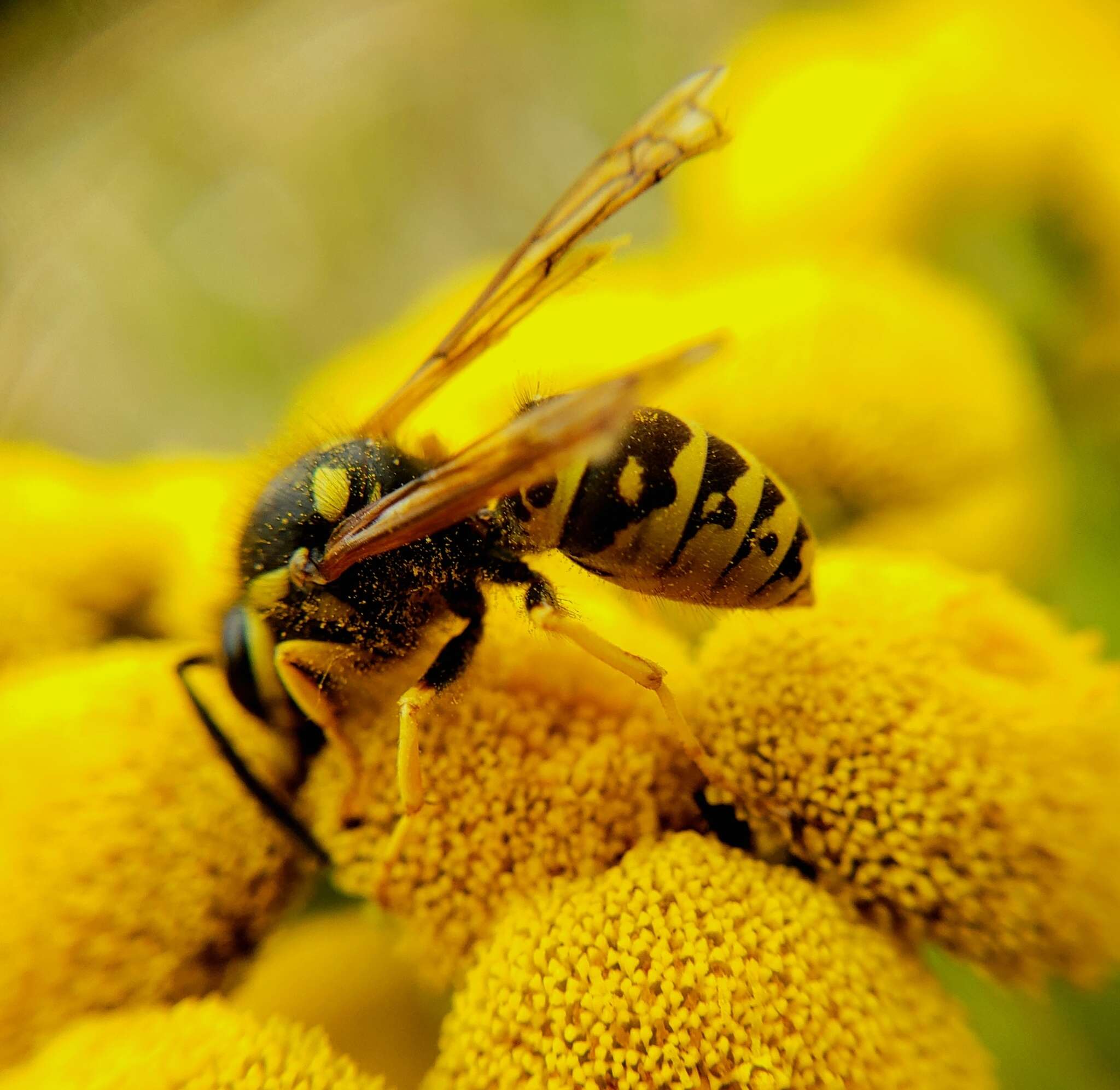 Image of Prairie Yellowjacket