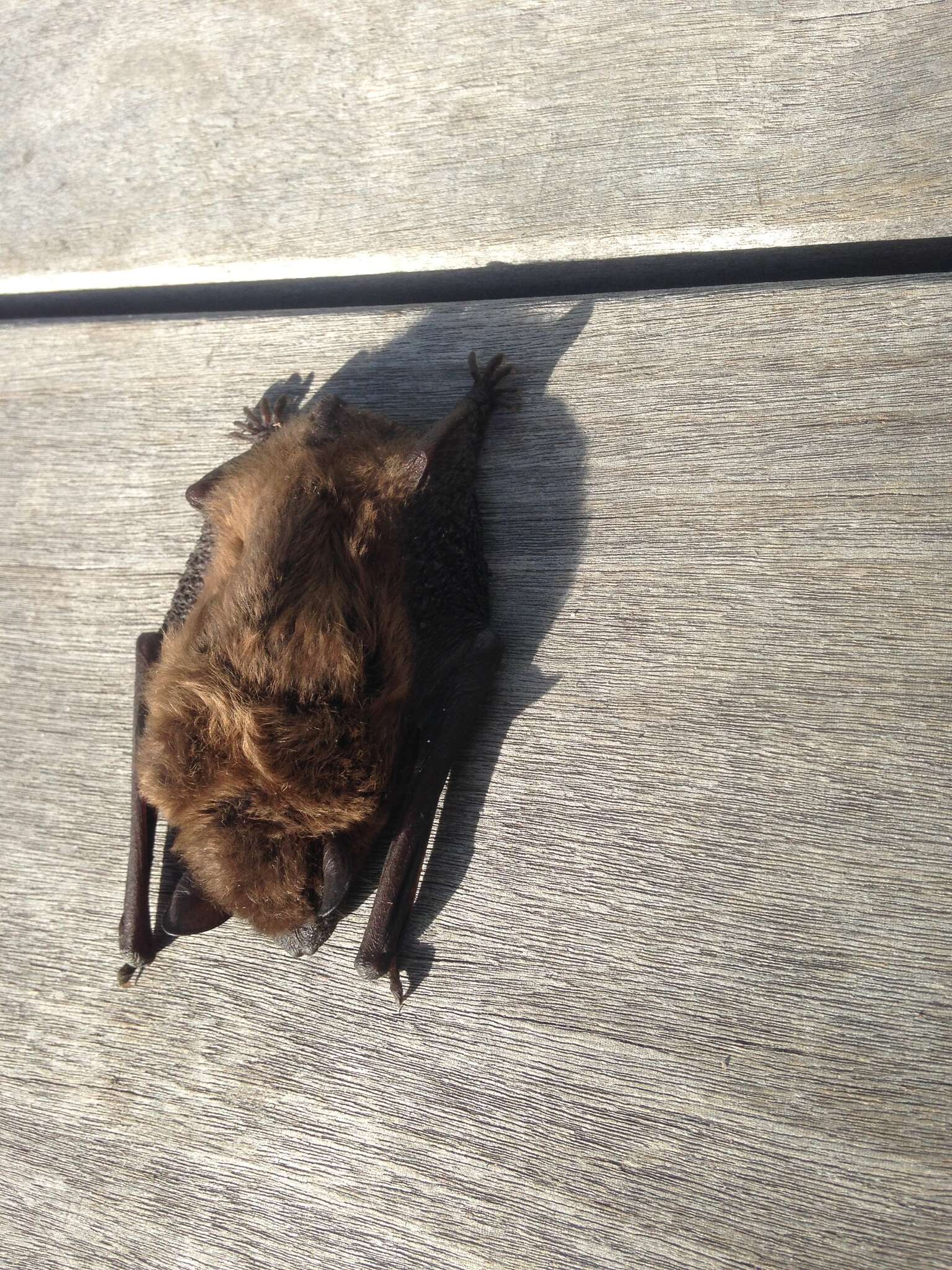 Image of Evening Bat