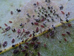 Image of Avocado lace bug