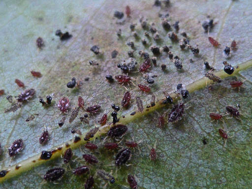 Image of Avocado lace bug