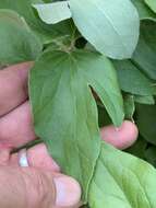 Image of Erect silky leather-flower