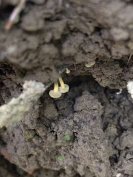 Image of Roesleria subterranea (Weinm.) Redhead 1985