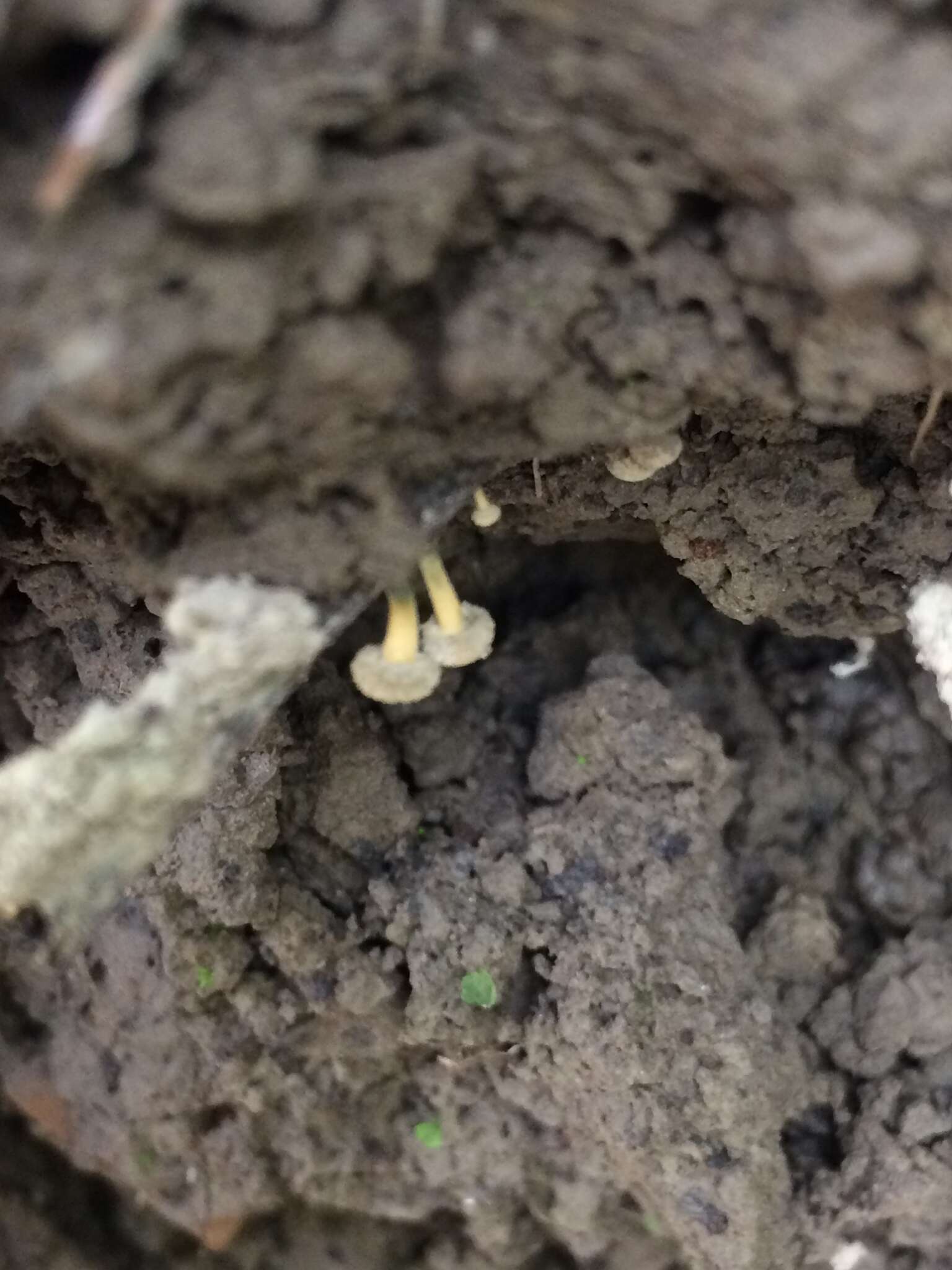 Sivun Roesleria subterranea (Weinm.) Redhead 1985 kuva