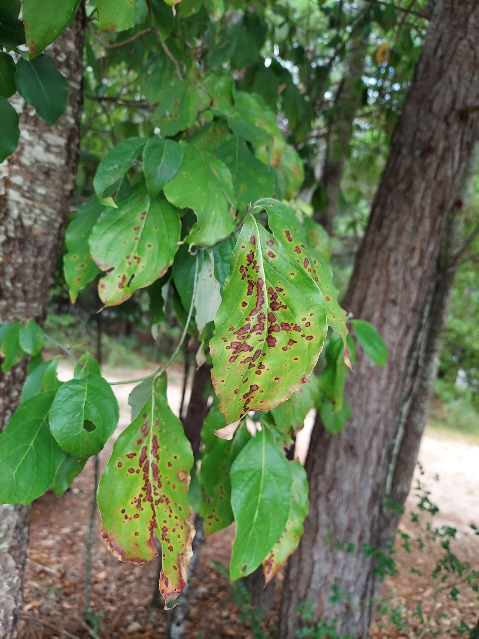 Image of Fungus