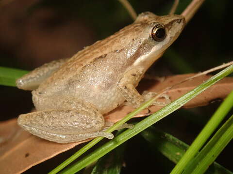 Image of Javelin Frog