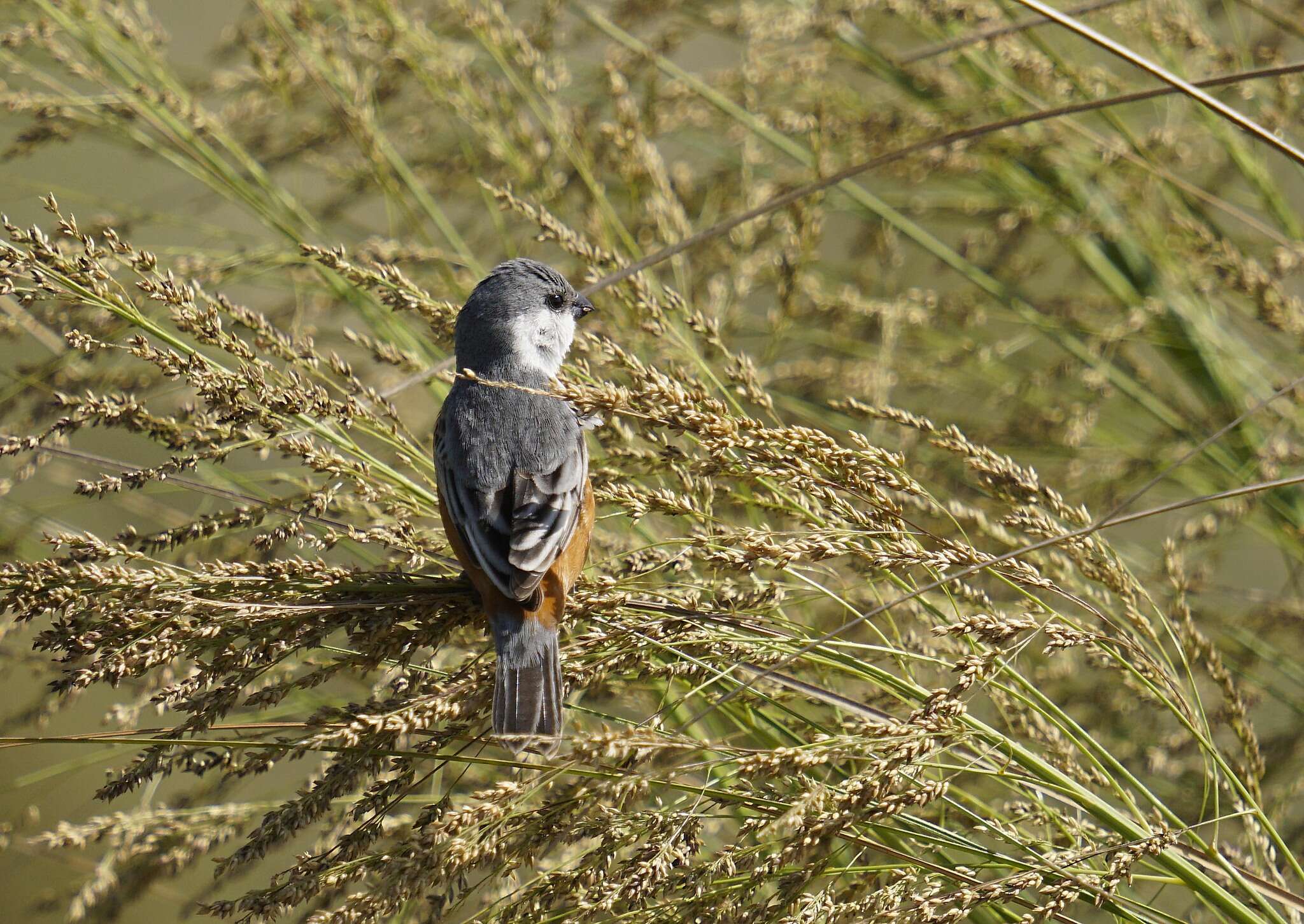 Image of Marsh Seedeater