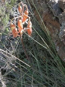 Image of Cotyledon orbiculata var. flanaganii (Schönl. & Bak. fil.) Tölken