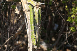 Image of leptocereus