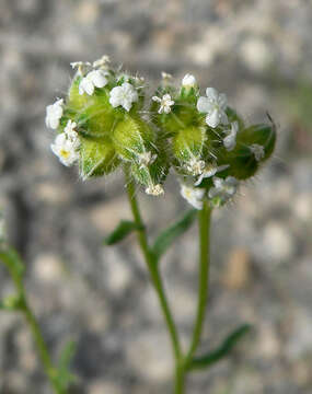 صورة Cryptantha pterocarya (Torr.) Greene