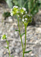 صورة Cryptantha pterocarya (Torr.) Greene