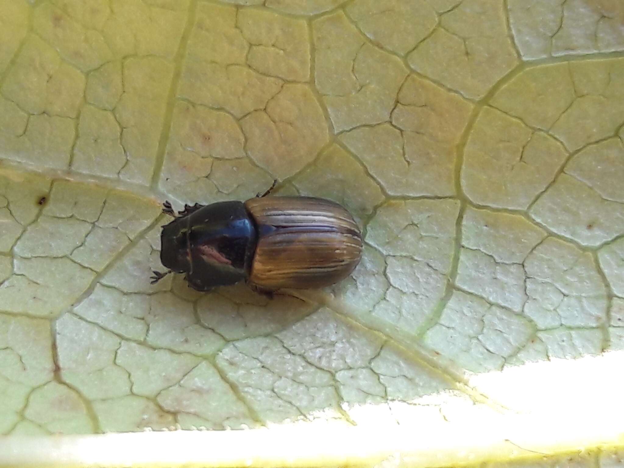 Image of Aphodius foetidus (Herbst 1783)