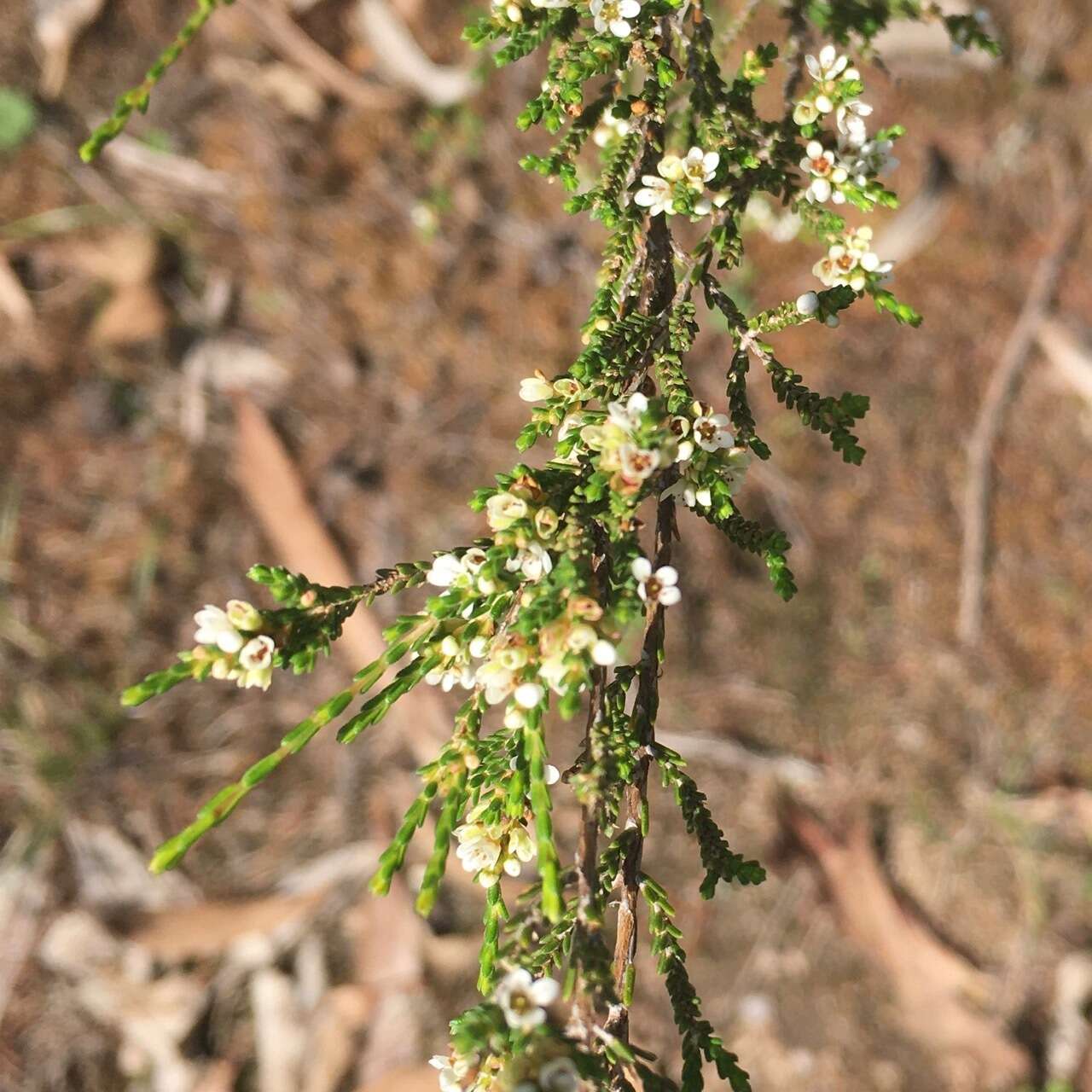 Image of Micromyrtus sessilis J. W. Green