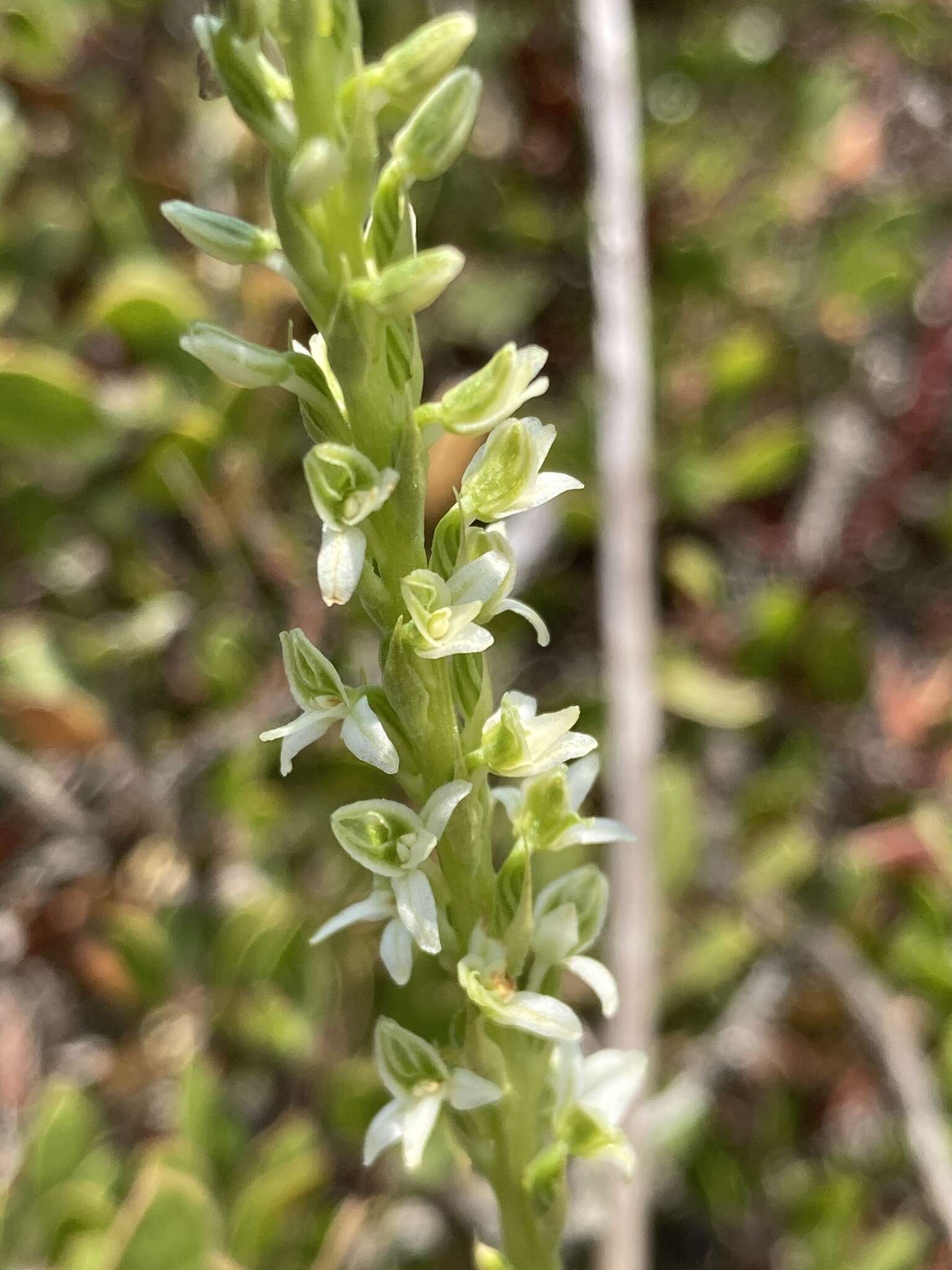 Platanthera yadonii (Rand. Morgan & Ackerman) R. M. Bateman resmi