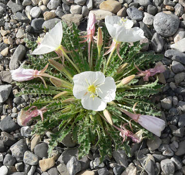 Image de Oenothera cespitosa Nutt.