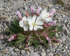 Image de Oenothera cespitosa Nutt.