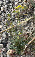 Image of lobeleaf groundsel