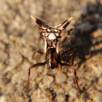 Image of Micrathena evansi Chickering 1960