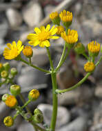 Image of lobeleaf groundsel