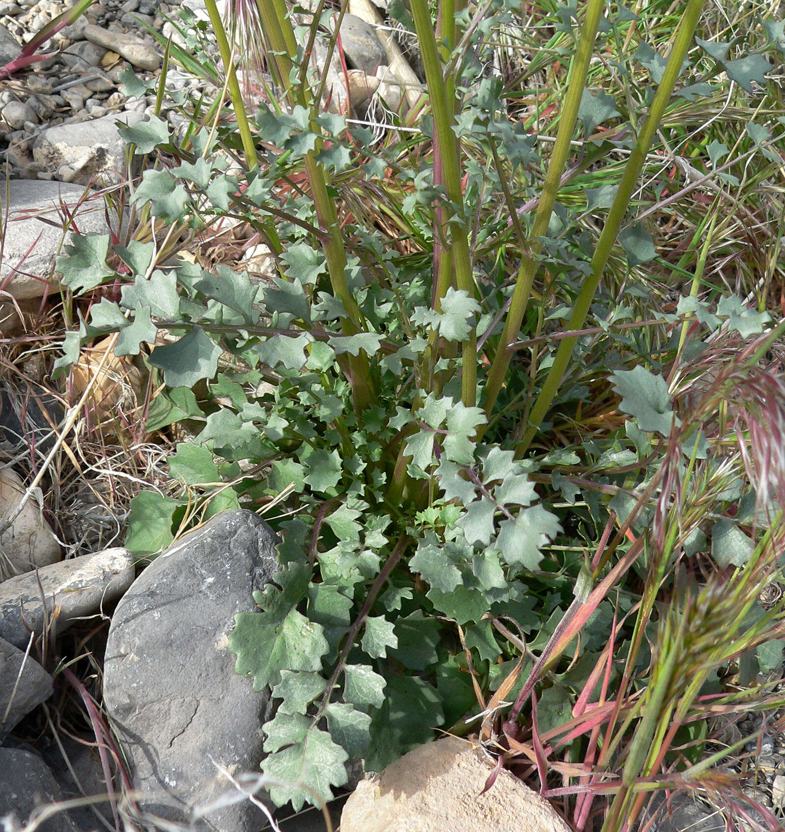 Image of lobeleaf groundsel