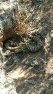 Image of Northern Pacific Rattlesnake