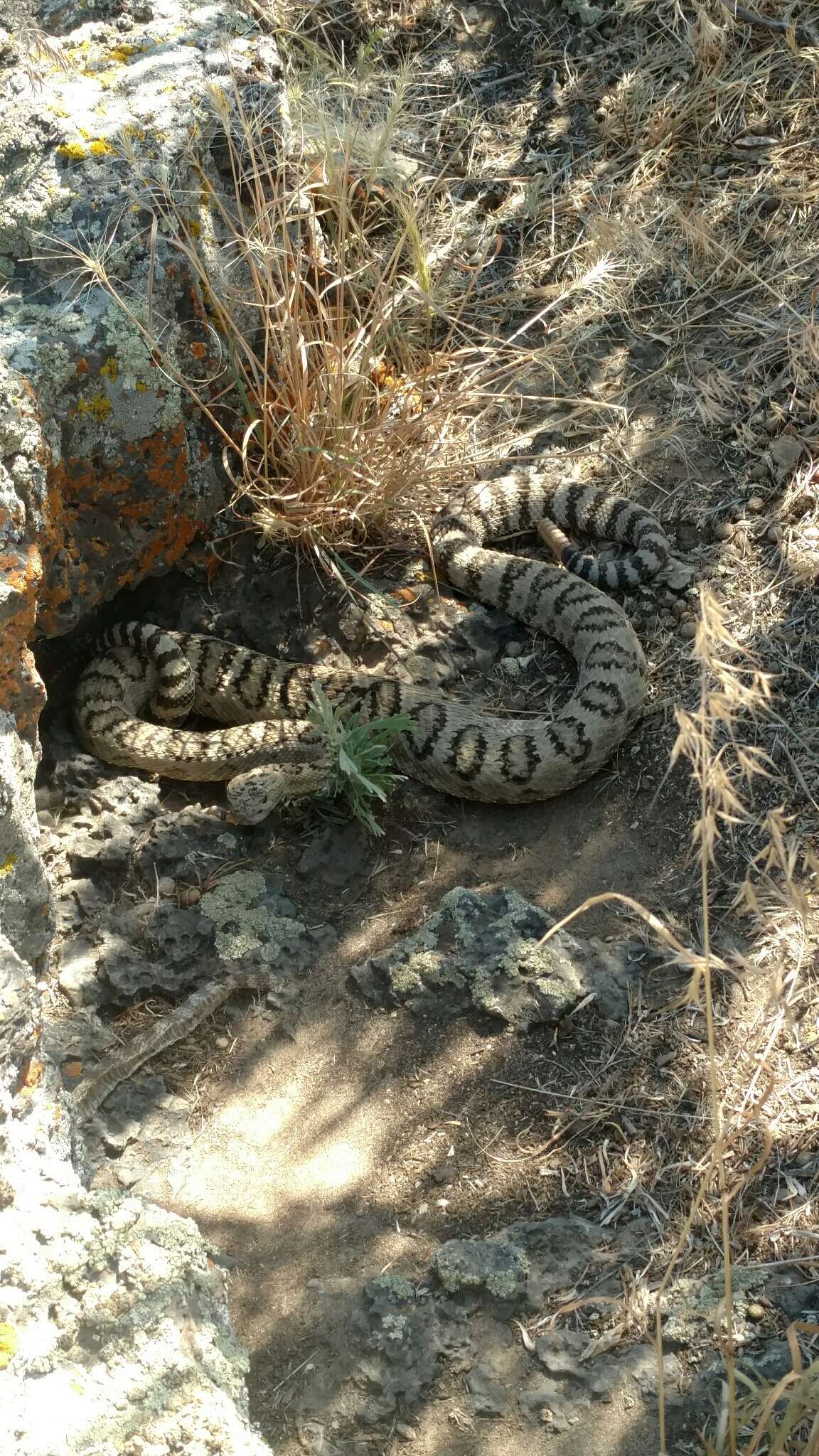 Image of Northern Pacific Rattlesnake