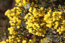 Image of Acacia pinguifolia J. M. Black