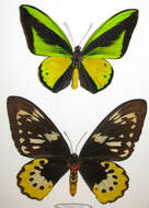 Слика од Ornithoptera goliath Oberthür 1888