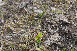 Image of Canadian arctic draba