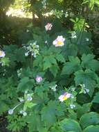 Image of Japanese Thimbleweed