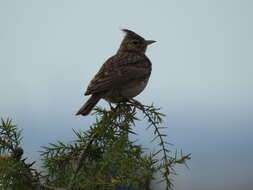 Image of Thekla's Lark