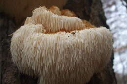 صورة Hericium erinaceus (Bull.) Pers. 1797