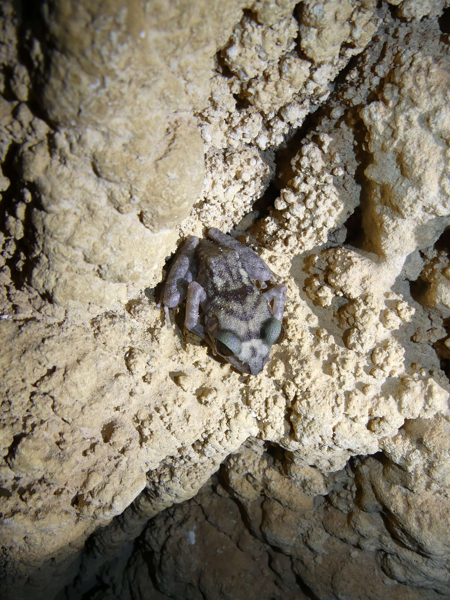 Image of Zeus' robber frog