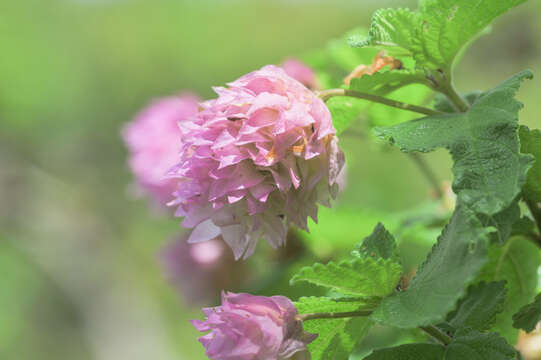 Image of Lippia lupulina Cham.