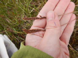 Image of Holm's reedgrass